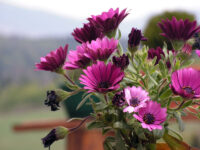 Wiosna na&nbsp;Manhattanie