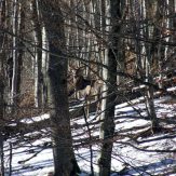 Byk z&nbsp;Moczarnego