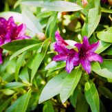 Nasze rododendrony
