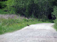 Łasica na&nbsp;Łuhu