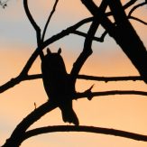 Asio otus – gatunek ptaka drapieżnego z&nbsp;rodziny Strigidae